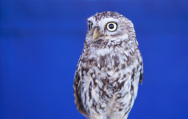 Llittle owl, Athene noctua, over blue background