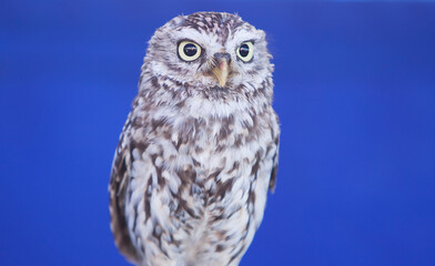 Llittle owl, Athene noctua, over blue background