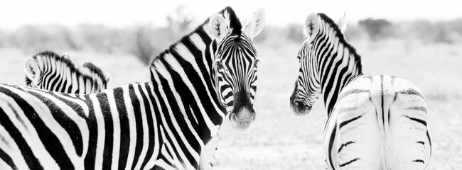 zebras black and white namibia etosha