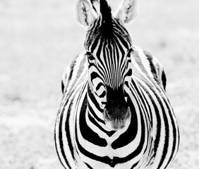 Naklejka premium zebras black and white namibia etosha