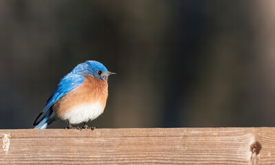 male eastern bluebird (Sialia sialis) on wooden fence, perched, fluffy, cute