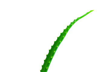 Natural cosmetics, juicy fresh green aloe leaf on white background, cosmetic care, medicinal plants, place for text, copy space