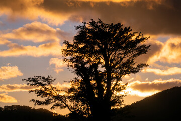 Fototapeta na wymiar Silhouette of trees and clouds at sunset outdoors in rural Guatemala, inspiration reflection of heavenly creation.