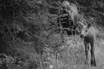 wild horses in the woods