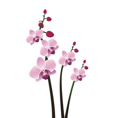 Fototapeta na wymiar Branches with flowers of purple orchid with buds