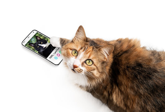 Cat using online dating app on mobile phone. Top view of female cat swiping and liking male profiles with paw. Mockup screen. Concept for pets using technology, or animals imitating humans.