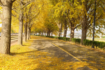 Naklejka premium autumn in the park