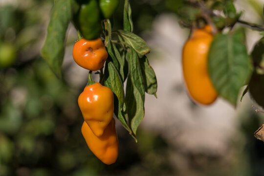 chile manzano Capsicum pubescens