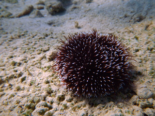 Naklejka na ściany i meble Purple sea urchin is on the bottom of the sea