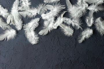 White feathers on a dark concrete background, minimalistic black composition.Space for text .Top view.