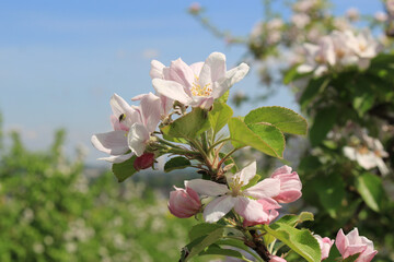 Beautiful apple tree branch with blossoms