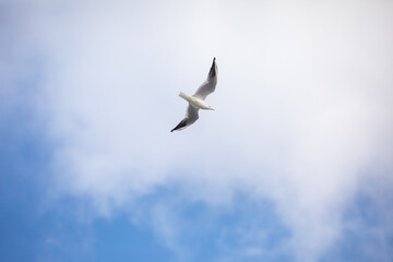 Obraz premium Bird Flying SEAGULL Isolated Sky Symbol of Freedom Concept. white seagull in the sky