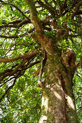 Branches of a huge ficus, bottom view 