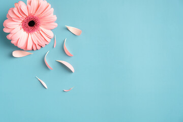Pink Gerbera flower and petals on turquoise background. Flat lay, top view, copy space.