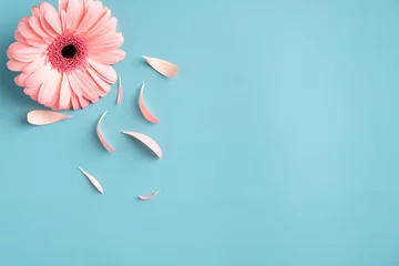 Foto op Plexiglas Pink Gerbera flower and petals on turquoise background. Flat lay, top view, copy space. © photoguns