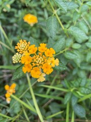 flower in the garden