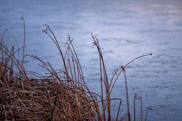 reeds in the water