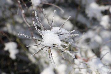 Winter, Blume, Schnee, Pflanze, gefroren, kalt, frostig