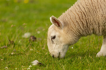 Obraz premium Ewe
