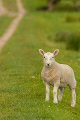 Obraz premium Lamb