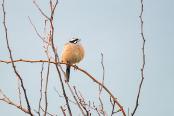 冬枯れの枝にとまるホオジロ