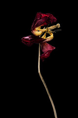 Isolated on a black e background dry flower tulip with crumpled parts of dry leaves and petals with a part of dry stem.