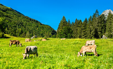 Grazing cows at Obersee in the Swiss Alps