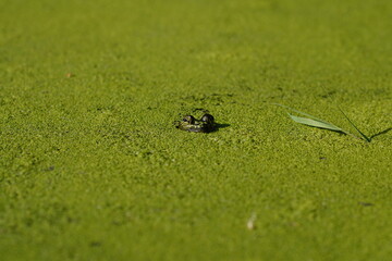 Frog in the pond