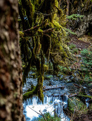 tree in the forest