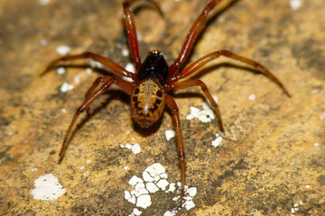Noble False Widow (Steatoda nobilis)