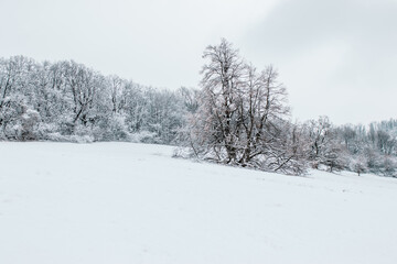 Obraz premium snow covered trees