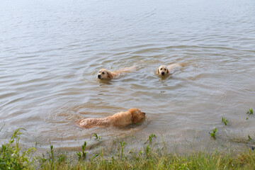 Swimming and playing labradors