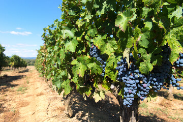 Fototapeta na wymiar Grapes in vineyard