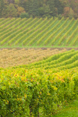 Canada, Nova Scotia, Annapolis Valley, Wolfville. Local vineyard.