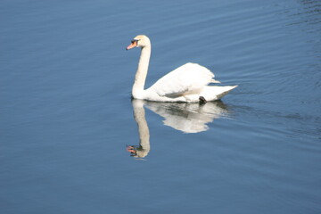 Geese, Ducks, Swans, Seagulls, 