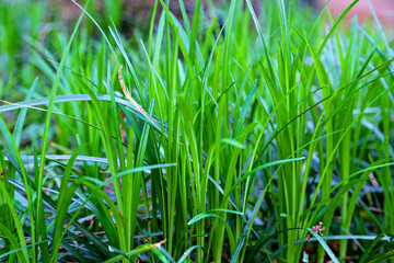green grass background