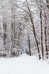 snow covered trees