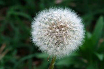 dandelion in the grass