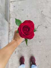 Red rose in hands
