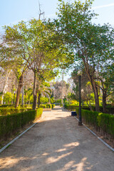 Castellón de la Plana, Valencian Community, Spain (Costa del Azahar). Ribalta Park alley. Beautiful public park. Vertical shot.