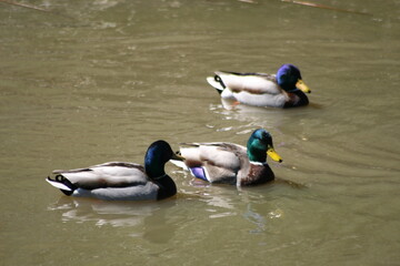 Geese, Ducks, Swans, Seagulls, 