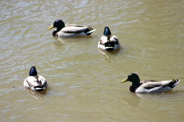 Geese, Ducks, Swans, Seagulls, 