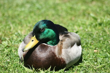 Geese, Ducks, Swans, Seagulls, 