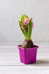 Blooming hyacinth  on white background.