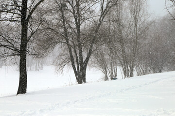 landscape in a blizzard with trees