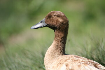 Geese, Ducks, Swans, Seagulls, 