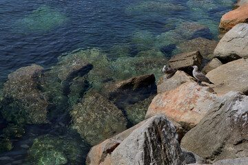 Seagull on the stones