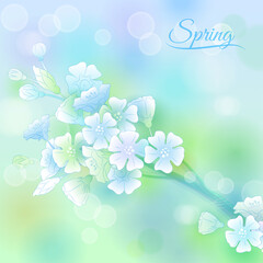 Branch With Blossom.