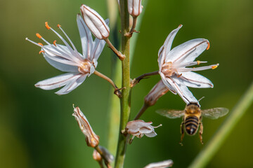 bee on a flower