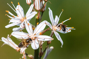 bee on flower